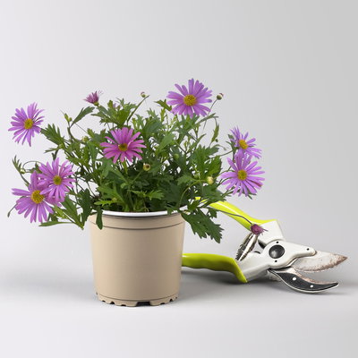 Pflanzenkreation 'Insektenbuffet', lila-gelb-weiß, 12 Pflanzen + Erde + Dünger