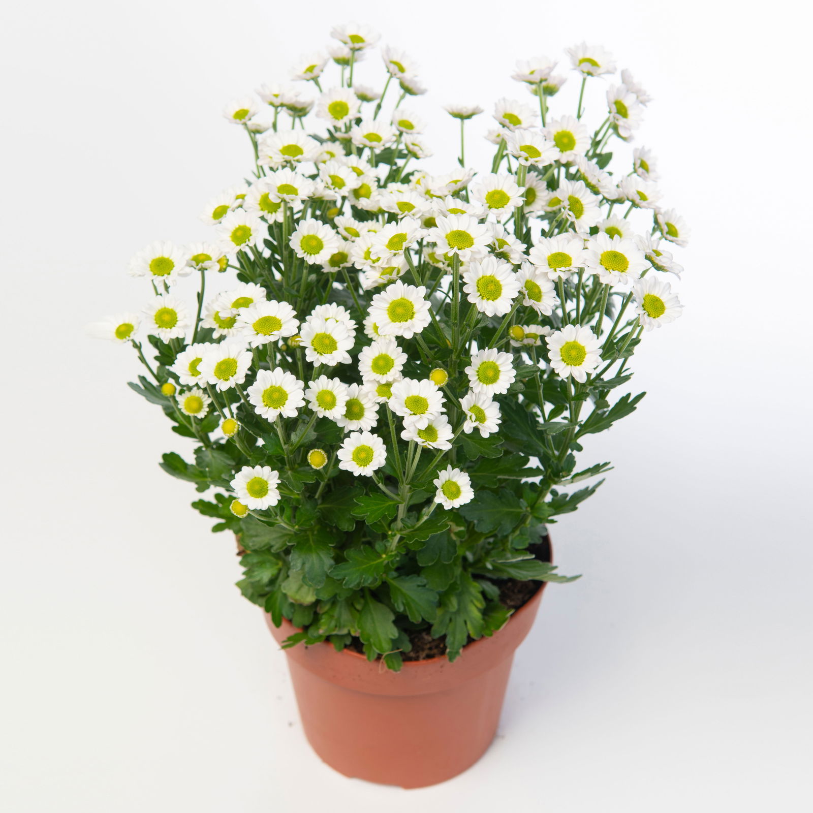 Chrysanthemen 'Madiba® White', weiß, Topf-Ø 14 cm, 4er-Set