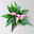 Flamingoblume 'Zizou' lila-dunkelrosa, Topf-Ø 12 cm