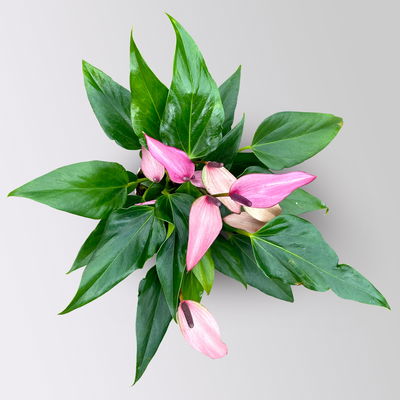 Flamingoblume 'Zizou' lila-dunkelrosa, Topf-Ø 12 cm Flamingoblume 'Zizou' lila-dunkelrosa, Topf-Ø 12 cm