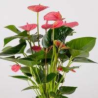 Flamingoblume 'Pink Champion', pink, Topf-Ø 14 cm, Höhe ca. 50 cm, 2 Pflanzen