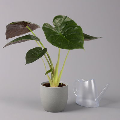 Alocasia 'Wentii', Topf-Ø 17 cm, Höhe ca. 60 cm