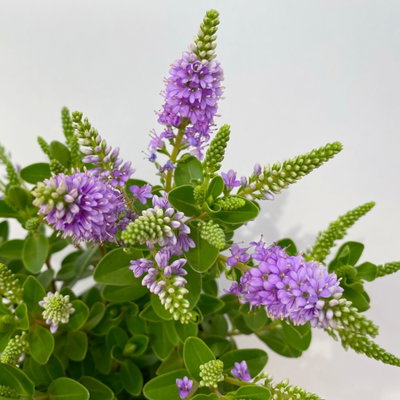 Hebe 'All Blooms®', blau, Topf-Ø 10,5 cm, 6 Pflanzen Hebe 'All Blooms®', blau, Topf-Ø 10,5 cm, 6 Pflanzen