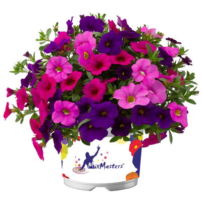 Zauberglöckchen 'Trio', Mischung zufällig, Topf-Ø 12 cm, 6 Pflanzen