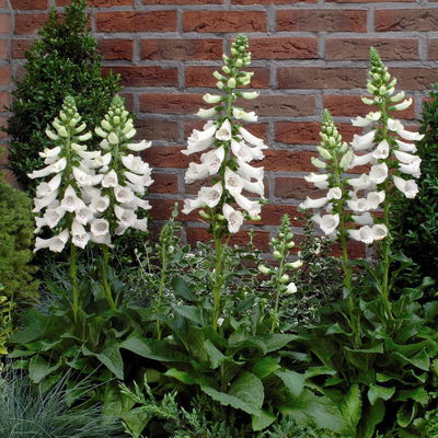 Garten-Fingerhut 'Dalmatian White' weiß, Höhe 70-100 cm, Topf 3 Liter Garten-Fingerhut 'Dalmatian White' weiß, Höhe 70-100 cm, Topf 3 Liter