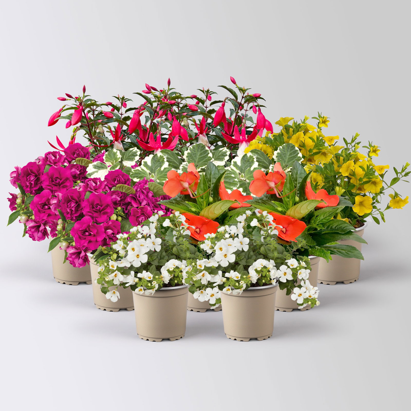 Pflanzenkreation Schatten-Leuchten, bunt, 12 Pflanzen Pflanzenkreation Schatten-Leuchten, bunt, 12 Pflanzen