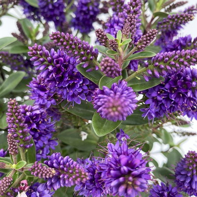 Hebe 'All Blooms®', Farbe zufällig, Topf-Ø 17 cm Hebe 'All Blooms®', Farbe zufällig, Topf-Ø 17 cm