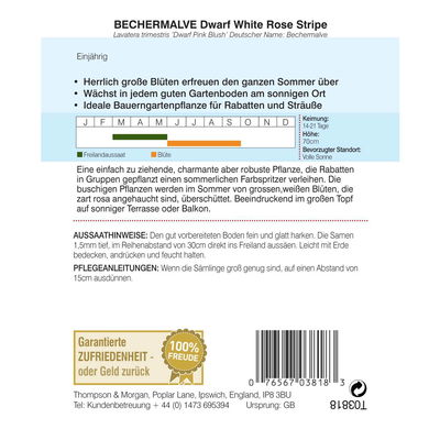 Bechermalve (Lavatera trimestris) Dwarf Pink Blush / einjährig 