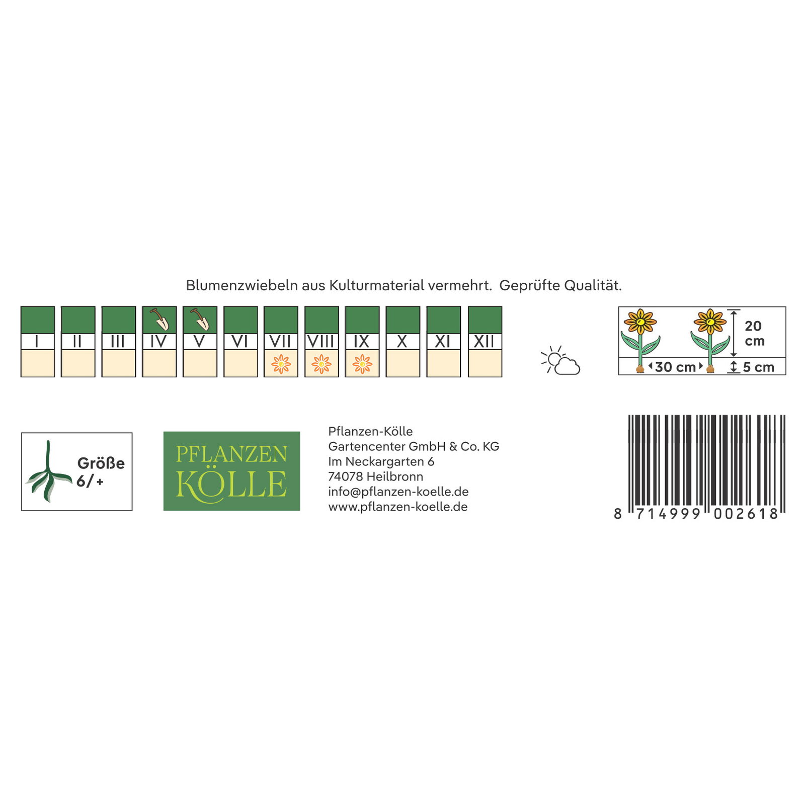 Kölles Beste Hängebegonie gelb, 3 Blumenknollen