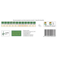 Kölles Beste Hängebegonie gelb, 3 Blumenknollen