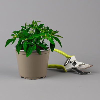 Blu Bio Chili 'Thai Chili F1', Topf-Ø 15 cm, 3er Set Blu Bio Chili 'Thai Chili F1', Topf-Ø 15 cm, 3er Set