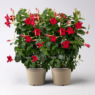 Dipladenie, rot, Spalier, Topf-Ø 14 cm, Höhe ca. 45 cm, 2 Pflanzen Dipladenie, rot, Spalier, Topf-Ø 14 cm, Höhe ca. 45 cm, 2 Pflanzen