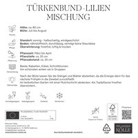 Kölles Beste Türkenbundlilie Mischung, Gr. 16/18, 3 Blumenknollen