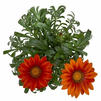 Mittagsgold Farbe zufällig, Topf-Ø 12 cm, 6er-Set Mittagsgold Farbe zufällig, Topf-Ø 12 cm, 6er-Set