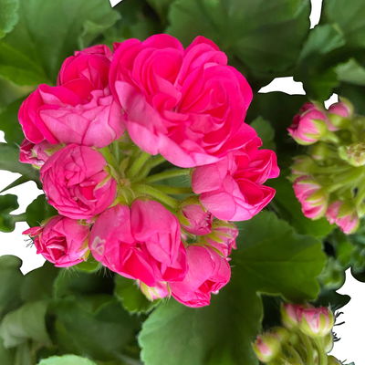 Geranie 'Survivor Idols® Rosalinda' rosa, stehend, Topf-Ø 13 cm, 6er-Set Geranie 'Survivor Idols® Rosalinda' rosa, stehend, Topf-Ø 13 cm, 6er-Set