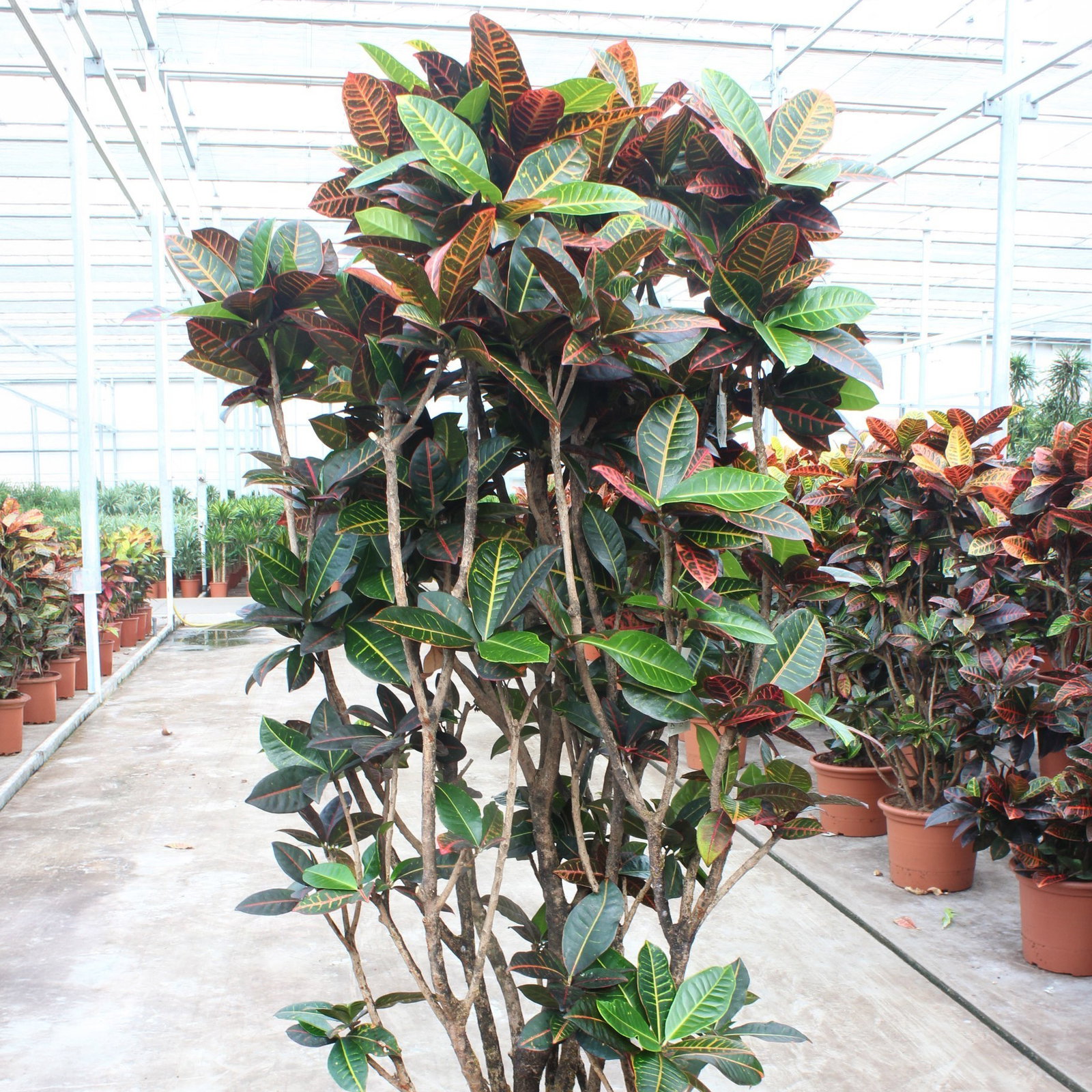 Wunderstrauch 'Petra', Topf-Ø 45, Höhe ca. 200 cm