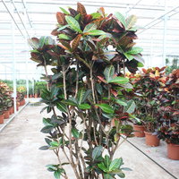 Wunderstrauch 'Petra', Topf-Ø 45, Höhe ca. 200 cm