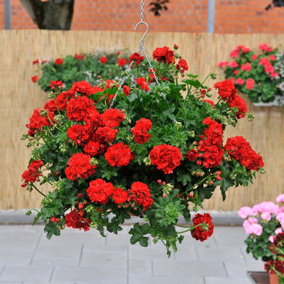 Geranie rot, hängend, Topf-Ø ca. 10,5 cm, 8 Pflanzen Geranie rot, hängend, Topf-Ø ca. 10,5 cm, 8 Pflanzen