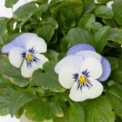 Bio Hornveilchen, Farben zufällig, Topf-Ø 12cm, 6 Pflanzen Bio Hornveilchen, Farben zufällig, Topf-Ø 12cm, 6 Pflanzen