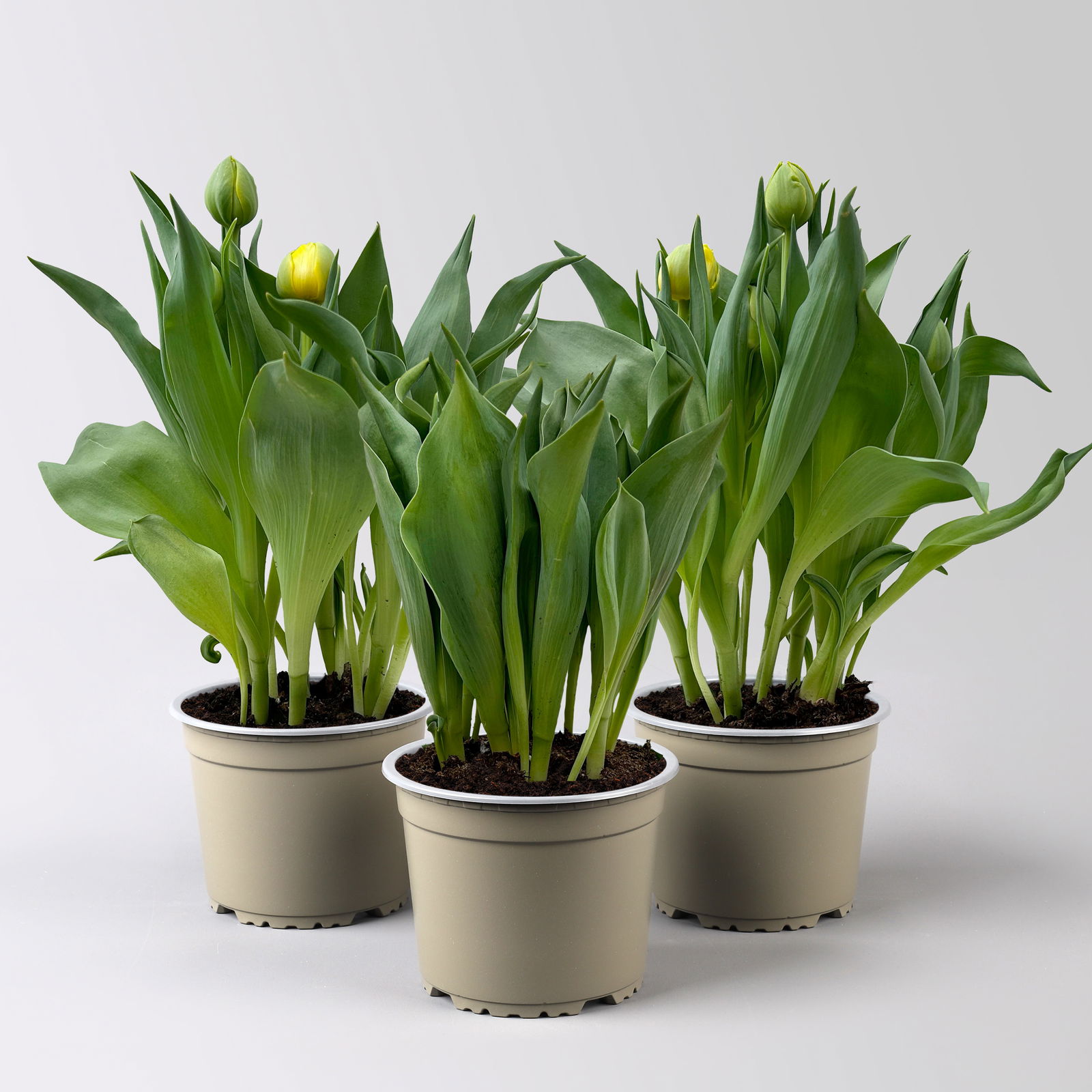 Tulpe, gelb, gefüllt, vorgetrieben, Topf-Ø 15 cm, 3 Pflanzen Tulpe, gelb, gefüllt, vorgetrieben, Topf-Ø 15 cm, 3 Pflanzen