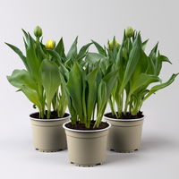 Tulpe, gelb, gefüllt, vorgetrieben, Topf-Ø 15 cm, 3 Pflanzen Tulpe, gelb, gefüllt, vorgetrieben, Topf-Ø 15 cm, 3 Pflanzen