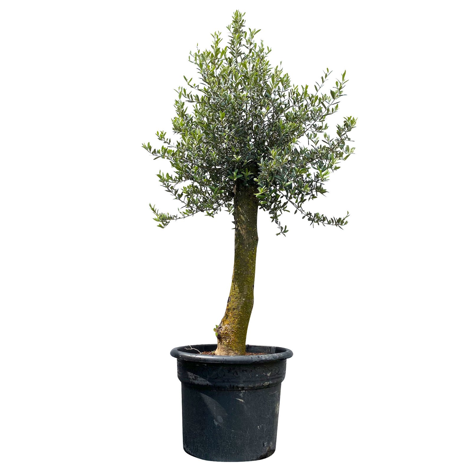 Olivenbaum 'Florida', Stamm, Topf-Ø ca. 50 cm, Höhe ca. 170 cm