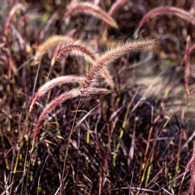 Lampenputzergras 'Fireworks', bunt, Topf-Ø 12 cm, 3 Pflanzen