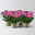 Chrysanthemen 'Chrysanne® Anemona Purple', lila, Topf-Ø 13 cm, 4 Pflanzen