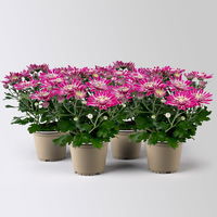 Chrysanthemen 'Chrysanne® Anemona Purple', lila, Topf-Ø 13 cm, 4 Pflanzen