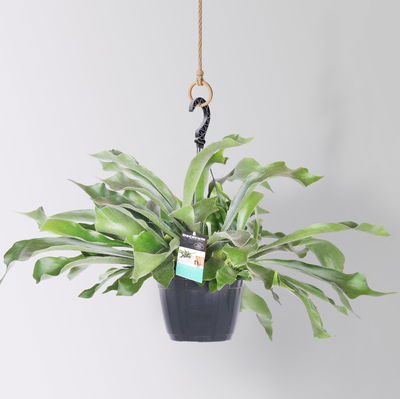 Geweihfarn, Ampeltopf-Ø 18 cm, Höhe ca. 35 cm