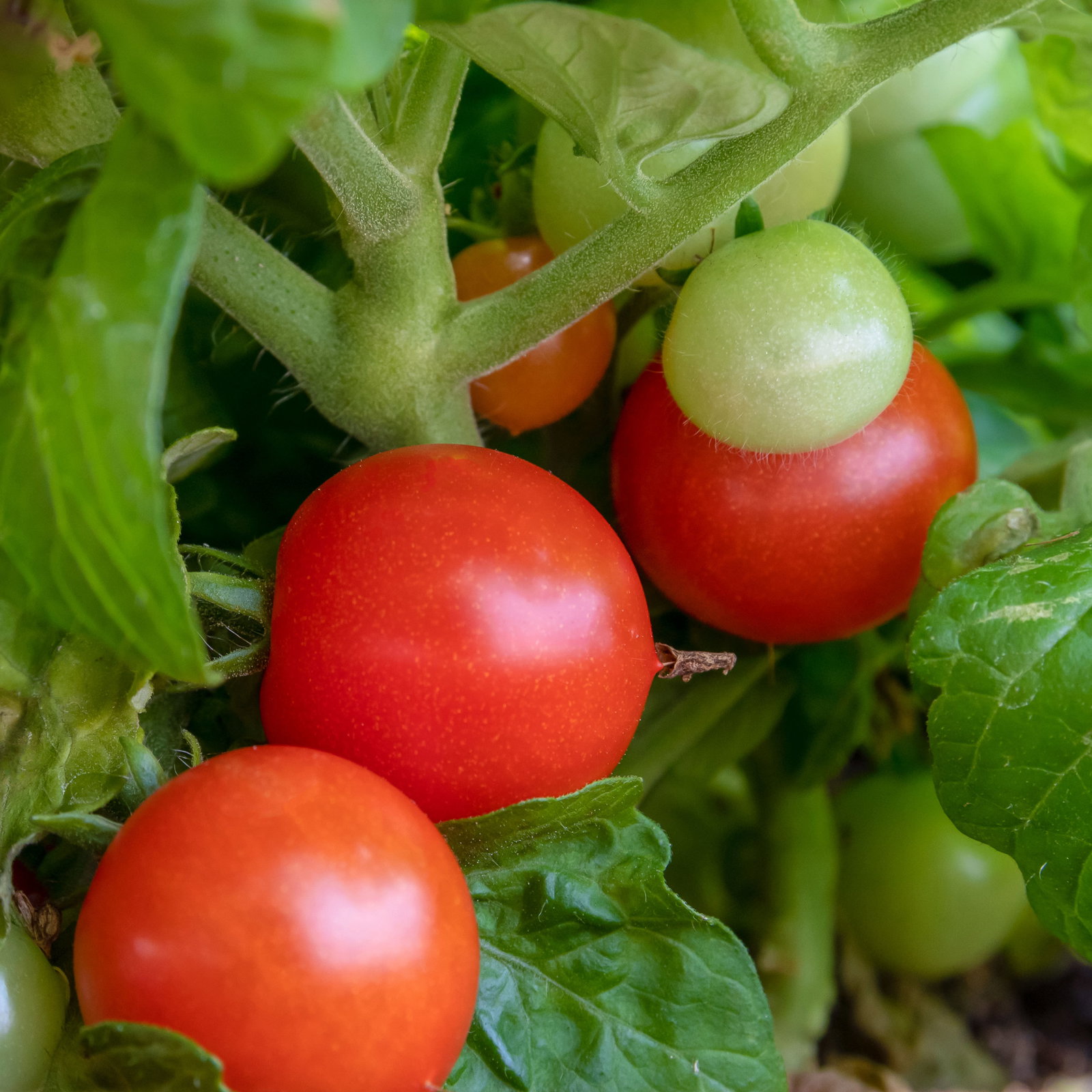 Bio Cocktailtomate 'Red Robin' Topf-Ø 12 cm, 3 Pflanzen