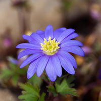 Anemone blanda 'Blue Shades', blau, Topf-Ø 9 cm, 6 Stück