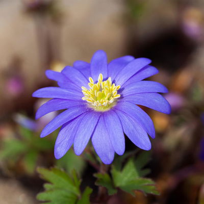 Anemone blanda 'Blue Shades', blau, Topf-Ø 9 cm, 6 Stück