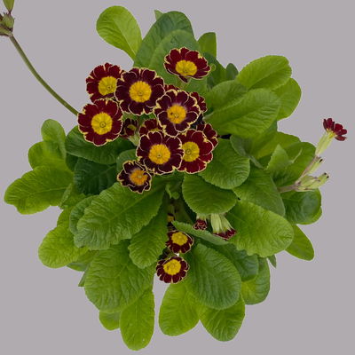 Garten-Schlüsselblume 'Little Queen' dunkelrot-gelb, Topf-Ø 13 cm, 6er-Set Garten-Schlüsselblume 'Little Queen' dunkelrot-gelb, Topf-Ø 13 cm, 6er-Set