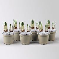 Narzisse 'Bridal Crown' , winterweiß, vorgetrieben, Topf-Ø 12 cm, 6 Pflanzen Narzisse 'Bridal Crown' , winterweiß, vorgetrieben, Topf-Ø 12 cm, 6 Pflanzen