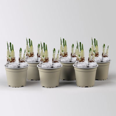 Narzisse 'Bridal Crown' , winterweiß, vorgetrieben, Topf-Ø 12 cm, 6 Pflanzen Narzisse 'Bridal Crown' , winterweiß, vorgetrieben, Topf-Ø 12 cm, 6 Pflanzen