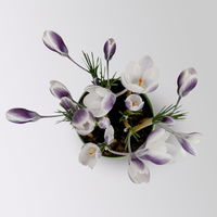 Wild Krokus 'Prins Claus', weiß, Topf-Ø 10,5 cm, 6 Pflanzen