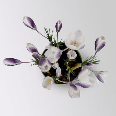 Wild Krokus 'Prins Claus', weiß, Topf-Ø 10,5 cm, 6 Pflanzen