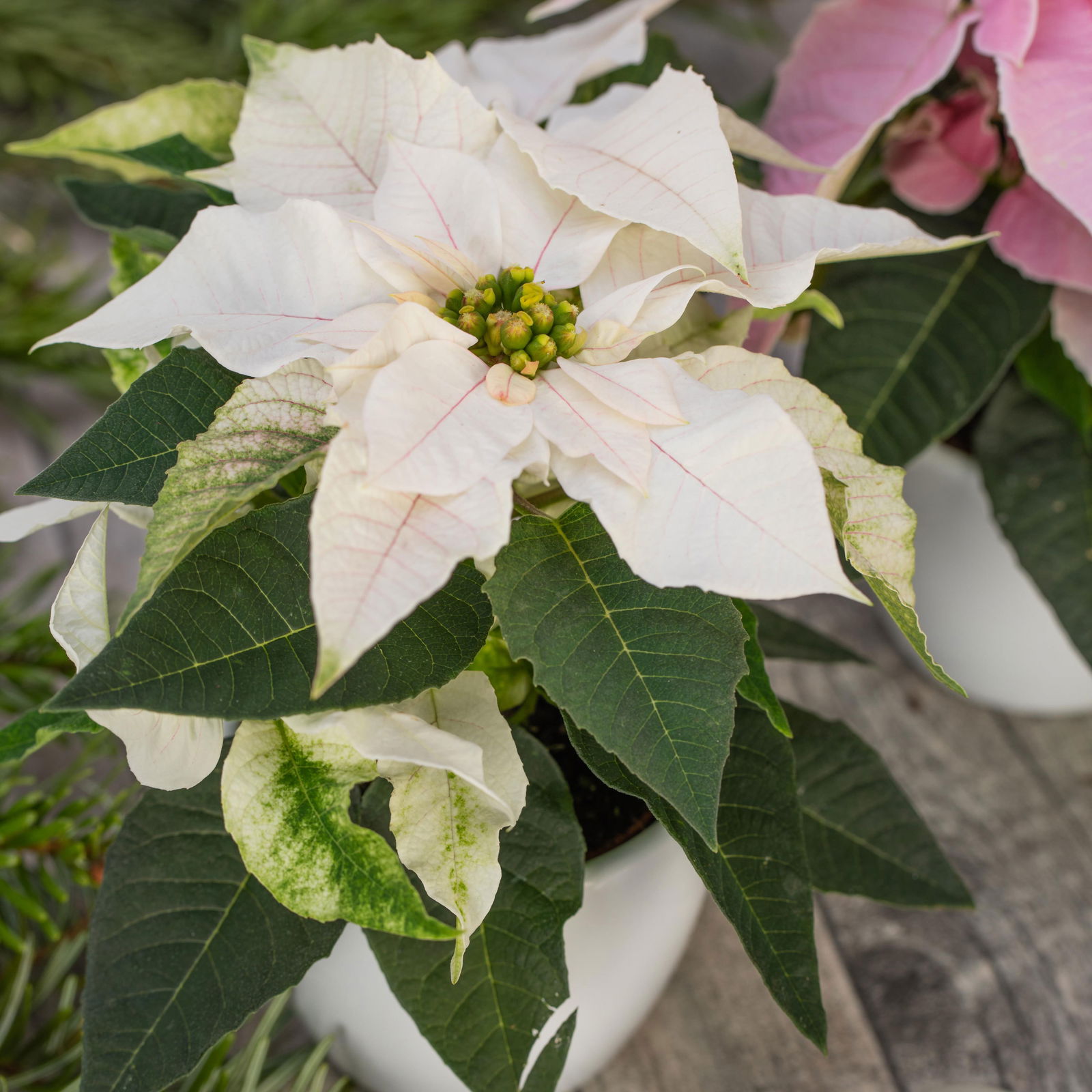 Bio Herbststern, Euphorbia 'Princettia'®, rosa, pink & weiß,Topf-Ø12 cm, 3er-Set