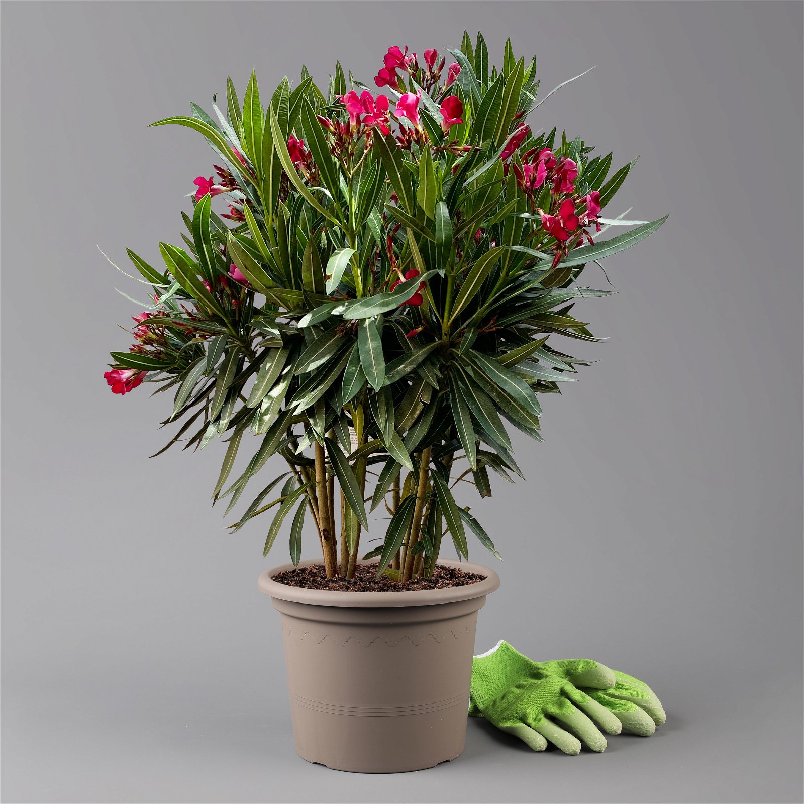 Oleander rot, Busch, Topf-Ø 22 cm, Höhe ca. 60 cm