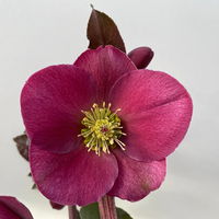 Helleborus 'Anna's Red', dunkelrot, Topf-Ø 15 cm