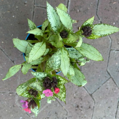 Bio Lungenkraut 'Silver Bouquet', rosa-blau, Topf-Ø 12 cm, 3 Pflanzen Bio Lungenkraut 'Silver Bouquet', rosa-blau, Topf-Ø 12 cm, 3 Pflanzen