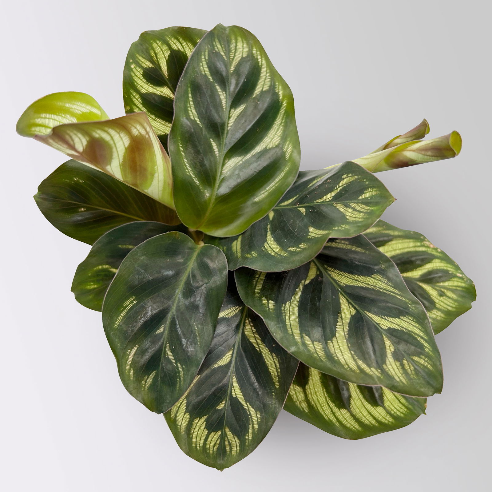 Calathea Mini Mix zufällig, Topf-Ø 7 cm, Höhe ca. 10-15 cm, 8 Pflanzen