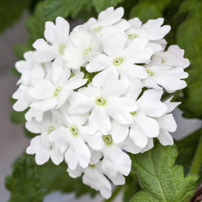 Eisenkraut weiß, Topf-Ø 12 cm, 6 Stück