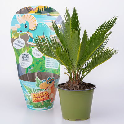 Dino Snack®, Timo, Cycas, Topf-Ø 14 cm, mit Brotdose Dino Snack®, Timo, Cycas, Topf-Ø 14 cm, mit Brotdose