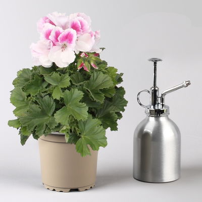 Edelgeranie Bella Donna® 'Don Donatello®', pink-weiß, Topf-Ø 12 cm, 6 Pflanzen Edelgeranie Bella Donna® 'Don Donatello®', pink-weiß, Topf-Ø 12 cm, 6 Pflanzen