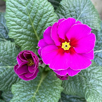 Primel 'Frühlingssonne', violett, Topf-Ø 11 cm, 8 Pflanzen