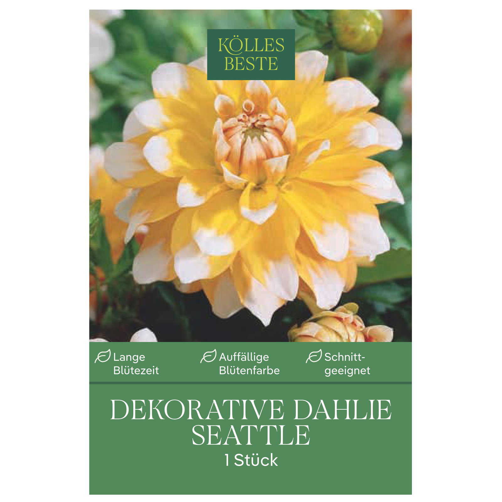 Kölles Beste Dekorative-Dahlie 'Seattle', 1 Blumenknolle Kölles Beste Dekorative-Dahlie 'Seattle', 1 Blumenknolle