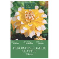 Kölles Beste Dekorative-Dahlie 'Seattle', 1 Blumenknolle Kölles Beste Dekorative-Dahlie 'Seattle', 1 Blumenknolle