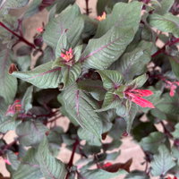 Fuchsie 'Koralle', orangerot, Topf-Ø 17 cm, 2 Pflanzen Fuchsie 'Koralle', orangerot, Topf-Ø 17 cm, 2 Pflanzen